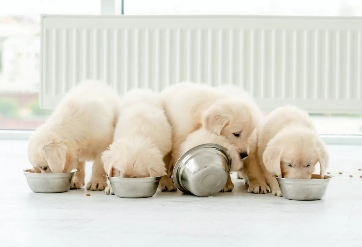 Puppy Nutrition Guide: What Growing Dogs Need