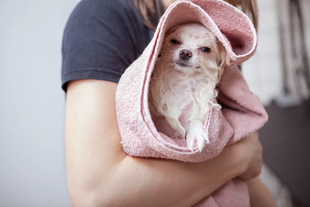 Small dog wrapped in pink towel after grooming
