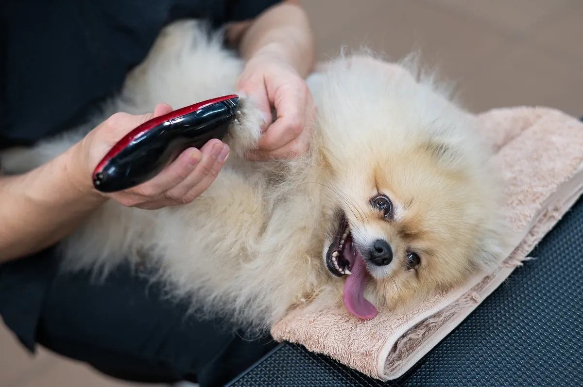 Groomer trimming white Spitz paw pads with electric clippers