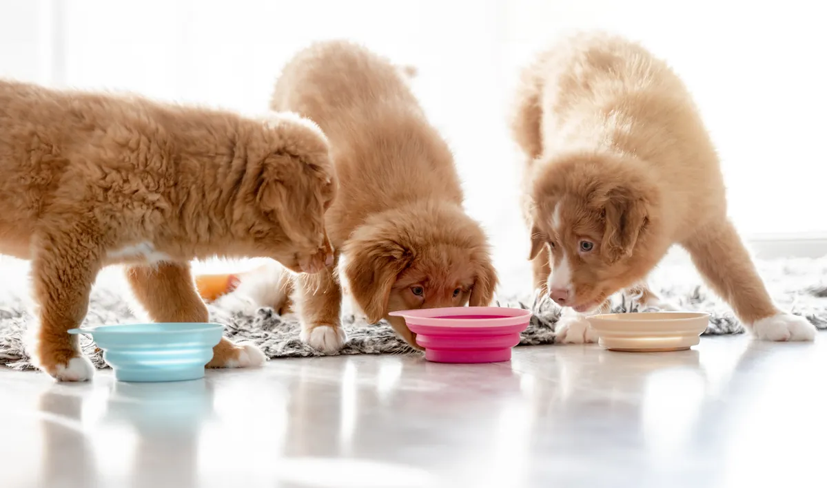 Three tan puppies eating from blue, pink and cream bowls