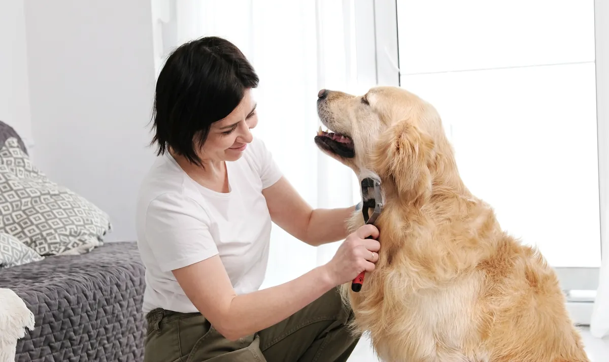 Woman brushing golden Labrador's fur with metal comb