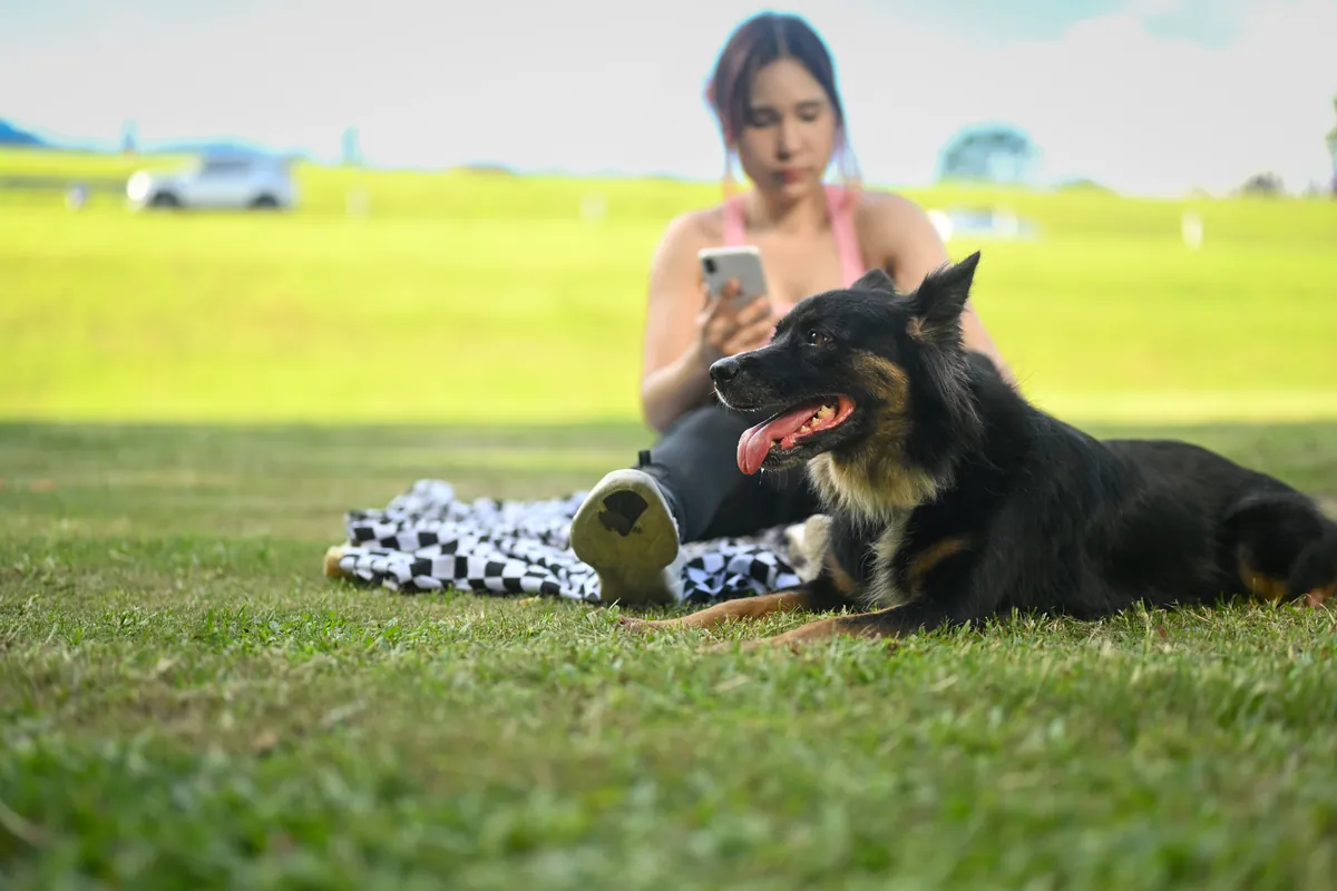 Woman and Beagle relaxing together on blanket in park