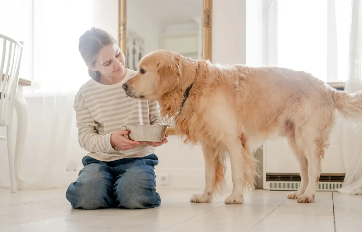 Dogs with Sensitive Stomachs: Best Foods & Care Tips