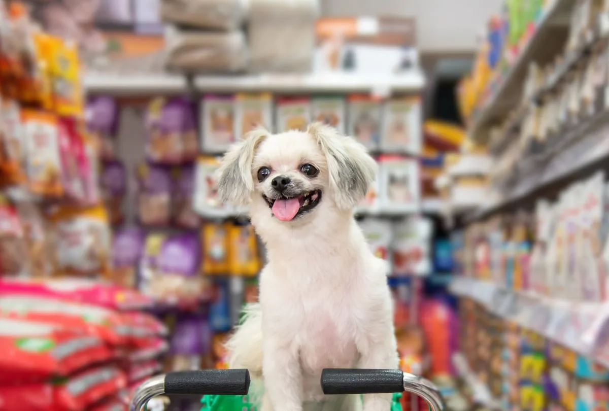 White dog looking up at owner holding empty food bowl