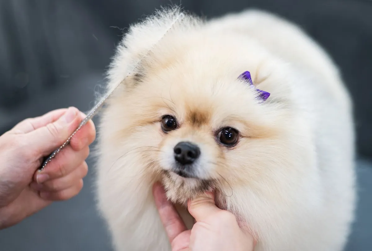 Dog Grooming Schedule: How Often Should You Do It?
