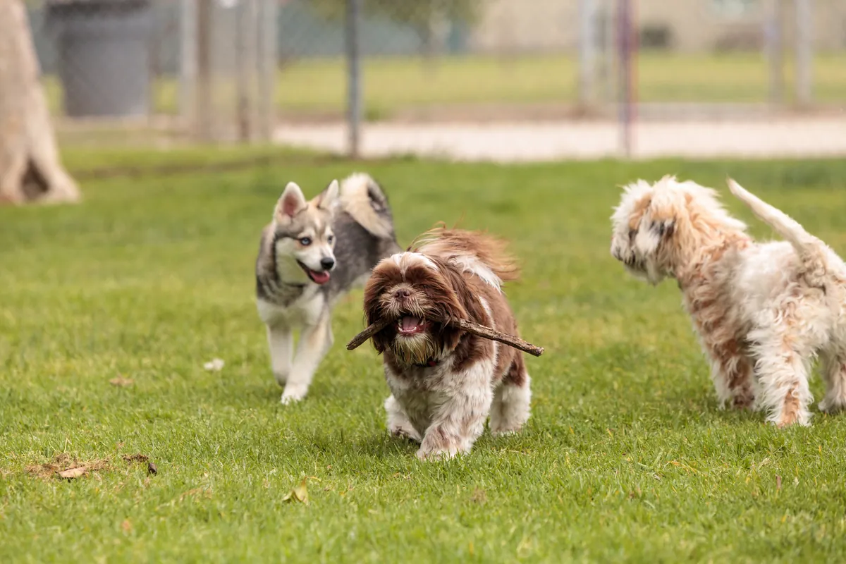 Lhasa Apso and Husky mix playing together on grass