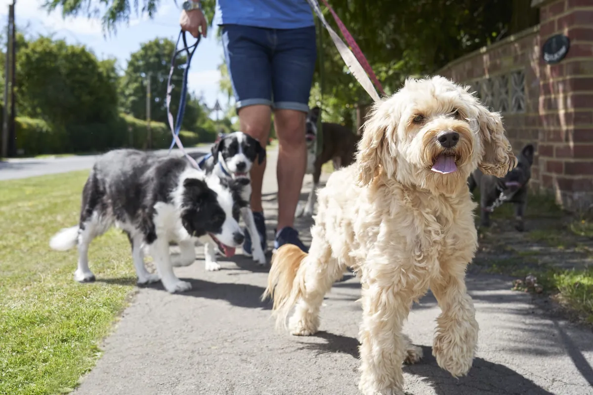 How Dog Exercise Boosts Health and Signs Your Dog Needs More
