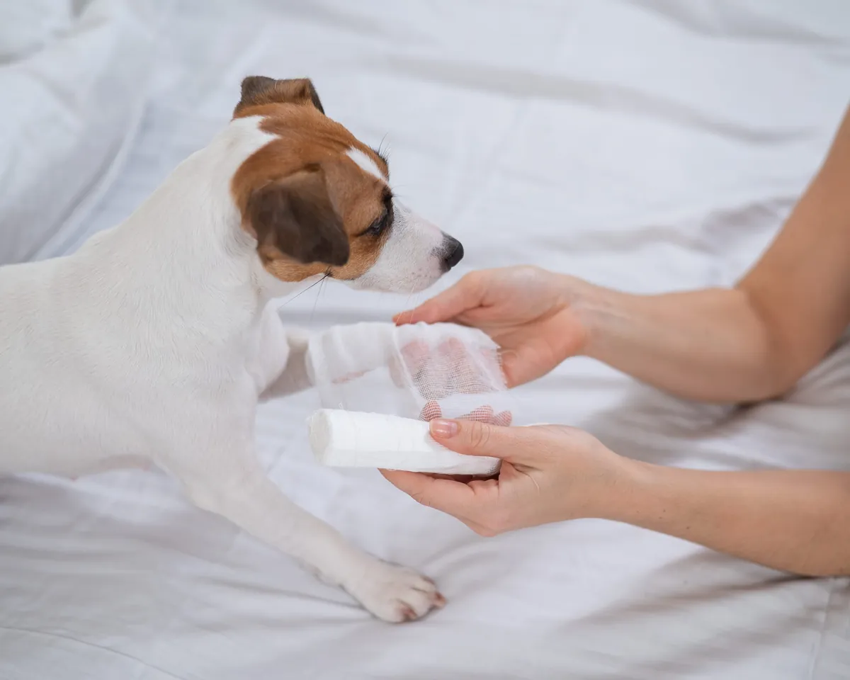 First Aid for Dogs: How to Handle Minor Injuries at Home