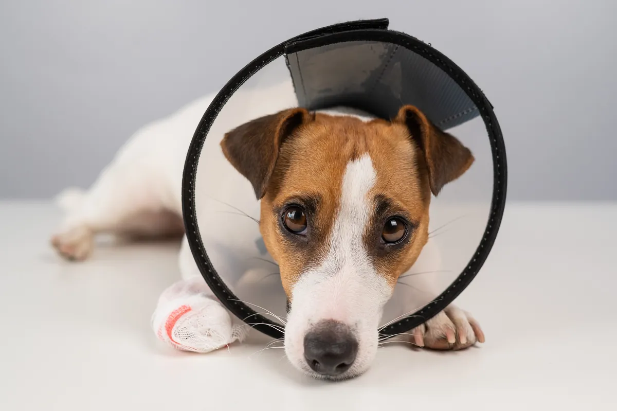 Brown and white Jack Russell in protective cone collar with bandaged paw