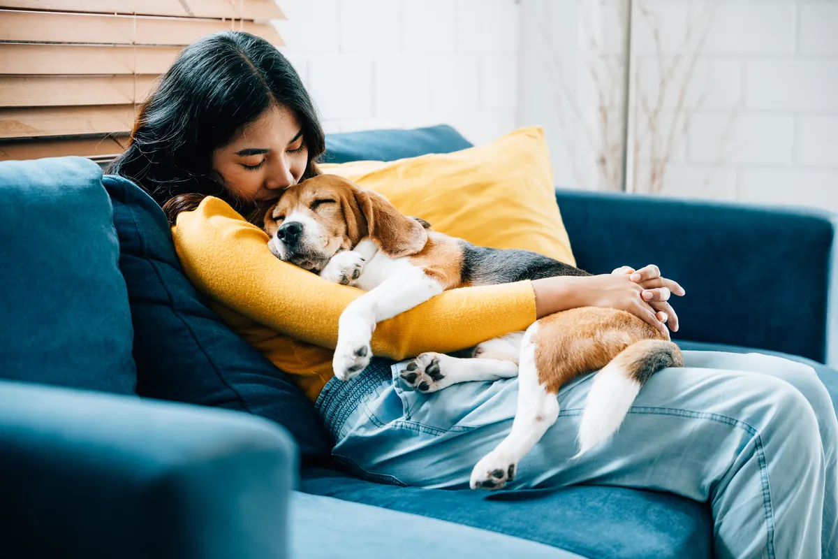 Woman and Beagle napping peacefully together on blue sofa