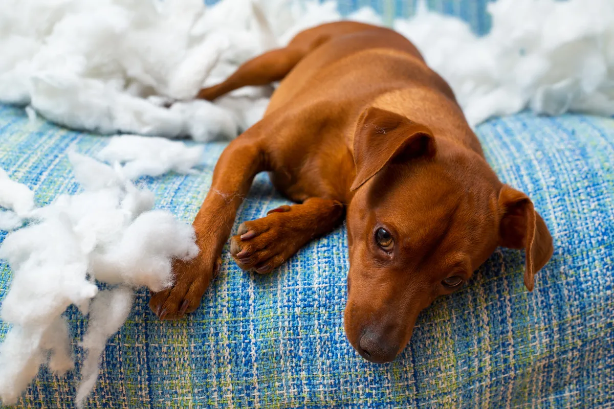 Brown puppy surrounded by torn white pillow stuffing