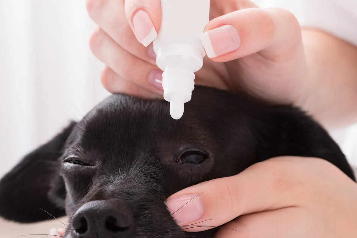 Vet applying eye drops to black dog's eye with dropper
