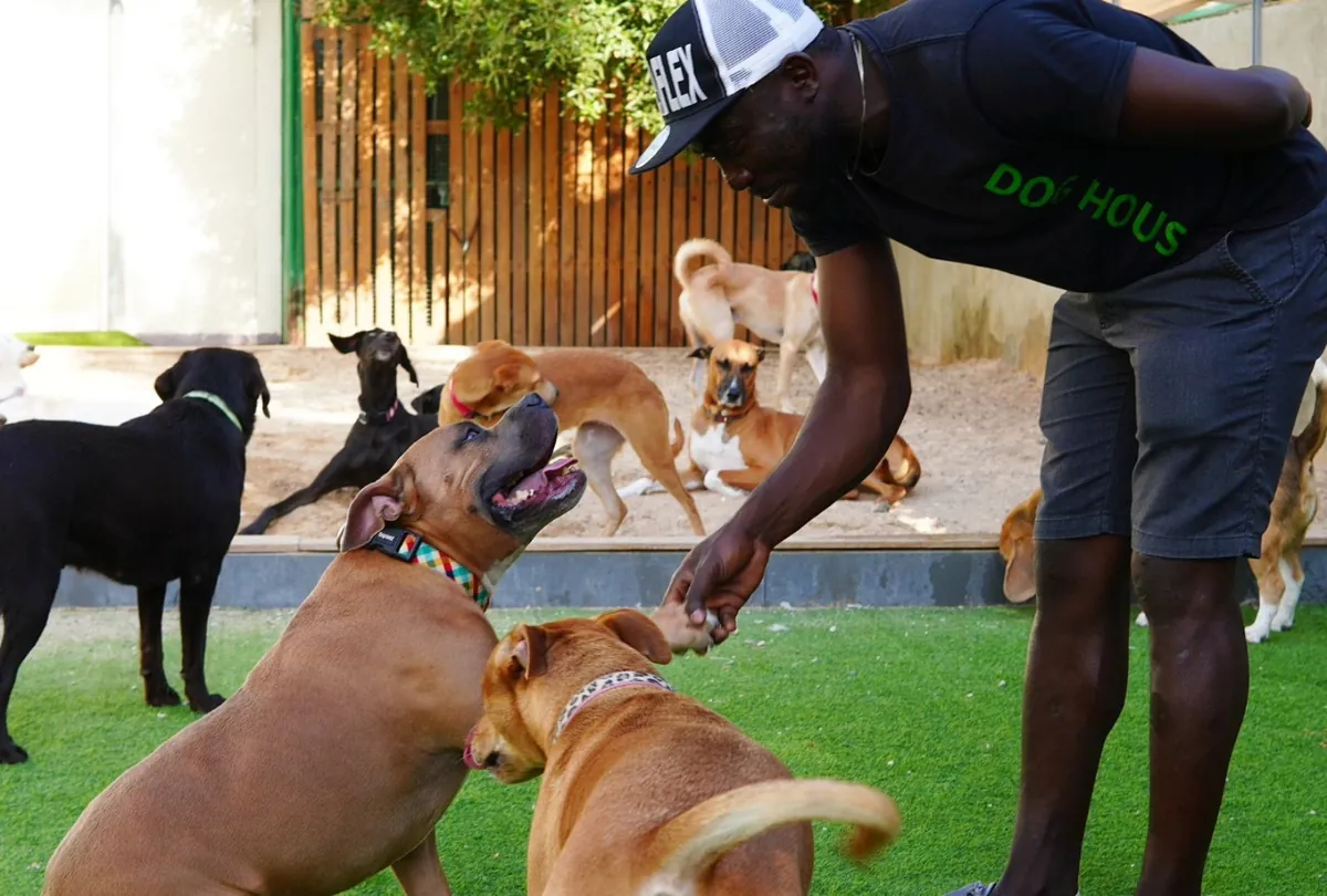 Dog House caregiver giving high-five to brown dog on lawn