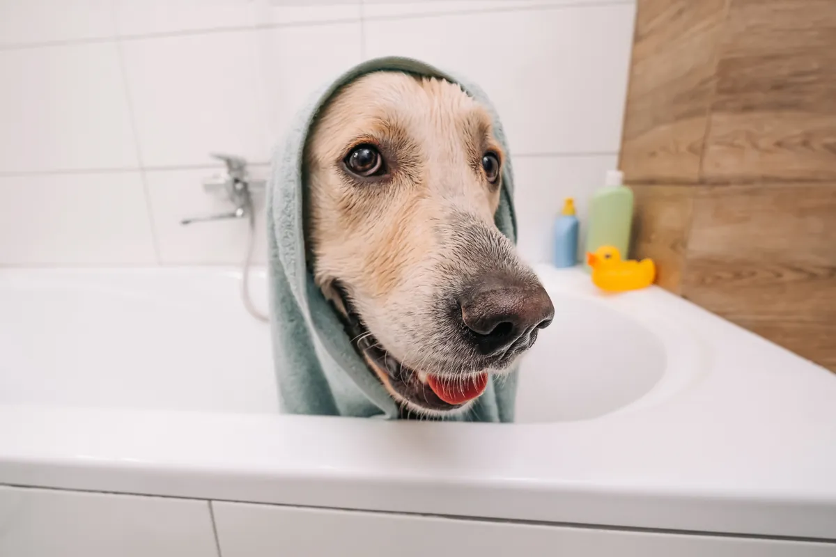 Golden retriever wrapped in green towel in white bathtub