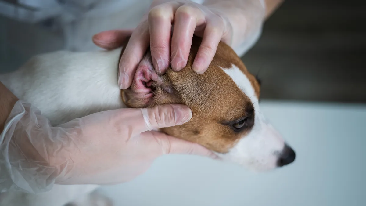 Veterinarian's hands examining Jack Russell terrier's ear with gloved fingers