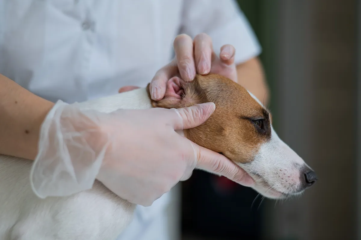 Vet in white coat examining brown and white dog's ear with gloved hands