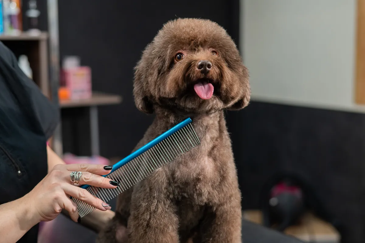 Brown poodle being combed in grooming salon with person holding blue comb
