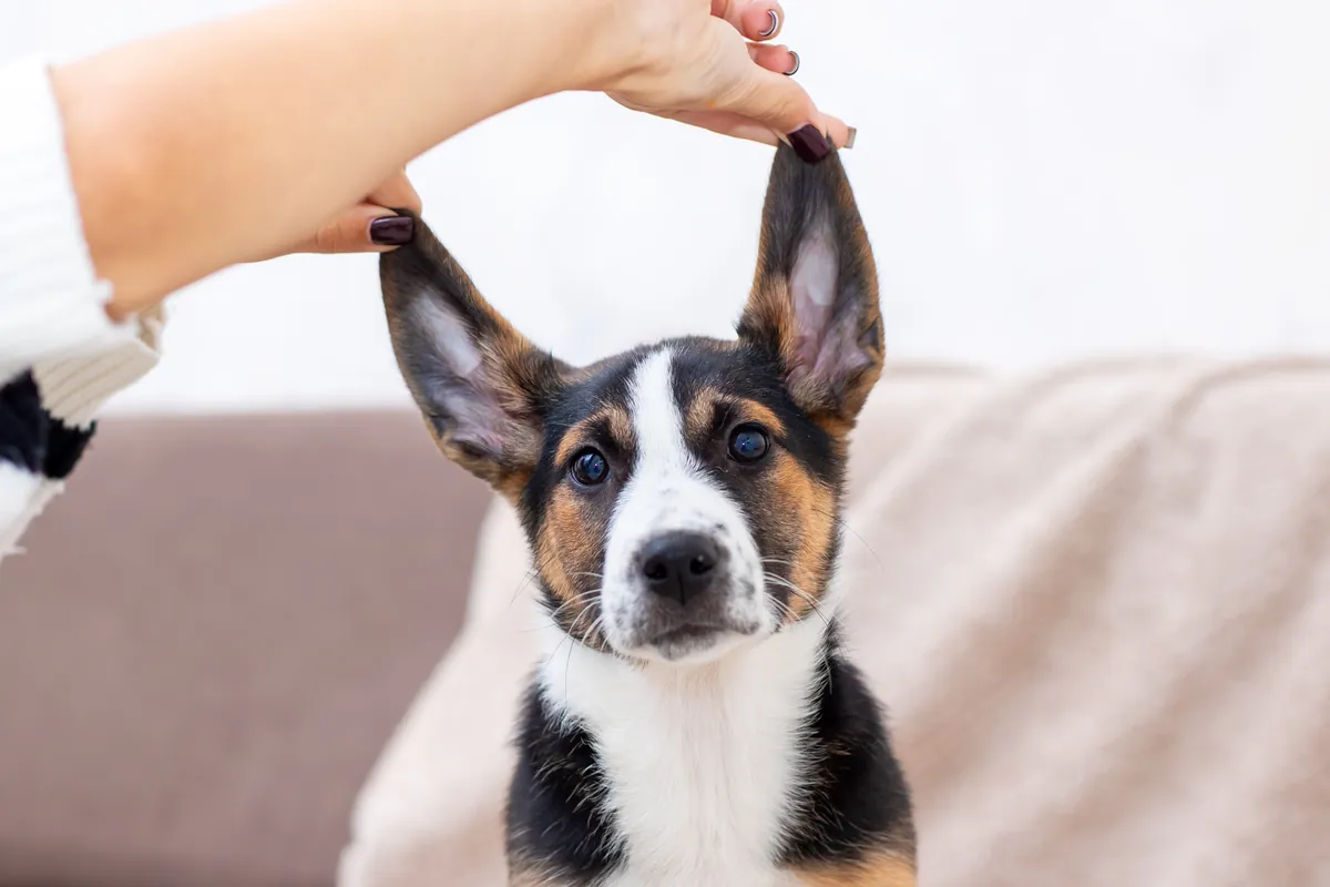 Tan and white dog's ear being gently touched and examined by person