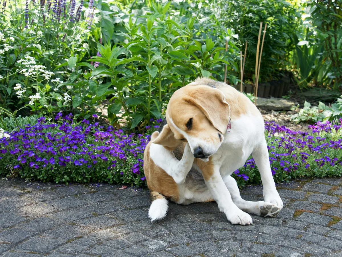 Itchy Dog Ears: Common Causes and Treatment Tips