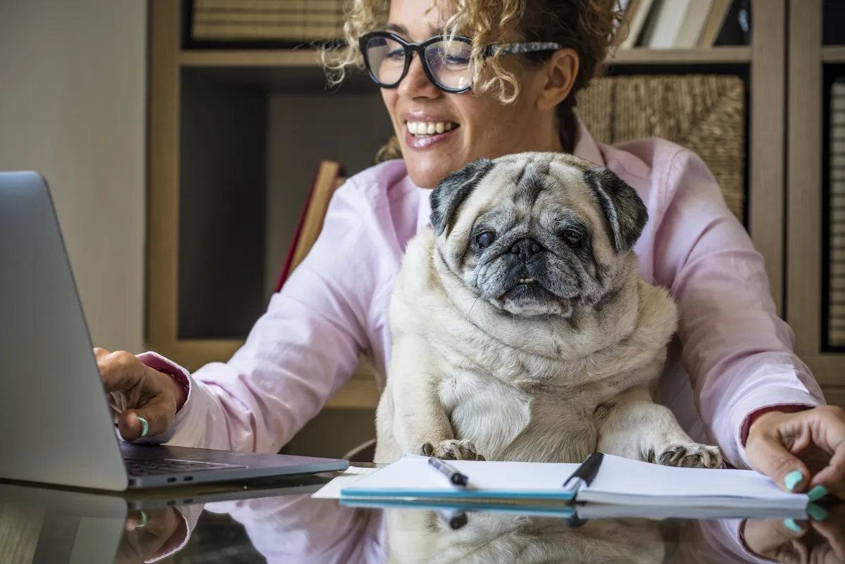Woman with pug working at laptop in home office setting