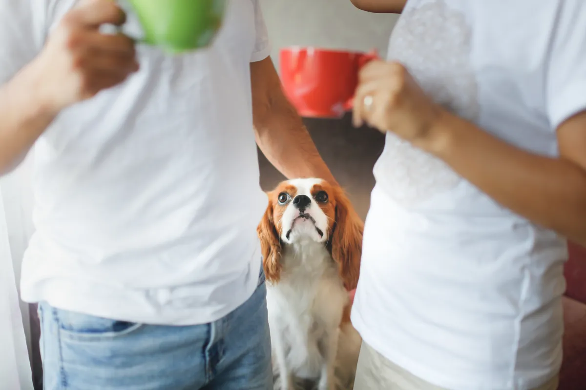 Couple holding coffee cups with red and white spaniel between them