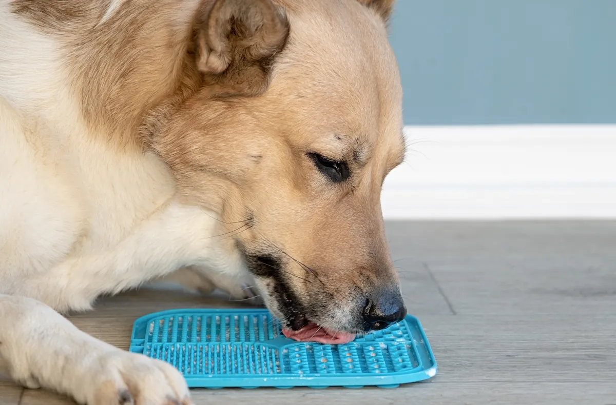 Tan Labrador licking blue slow-feeder lick mat on floor