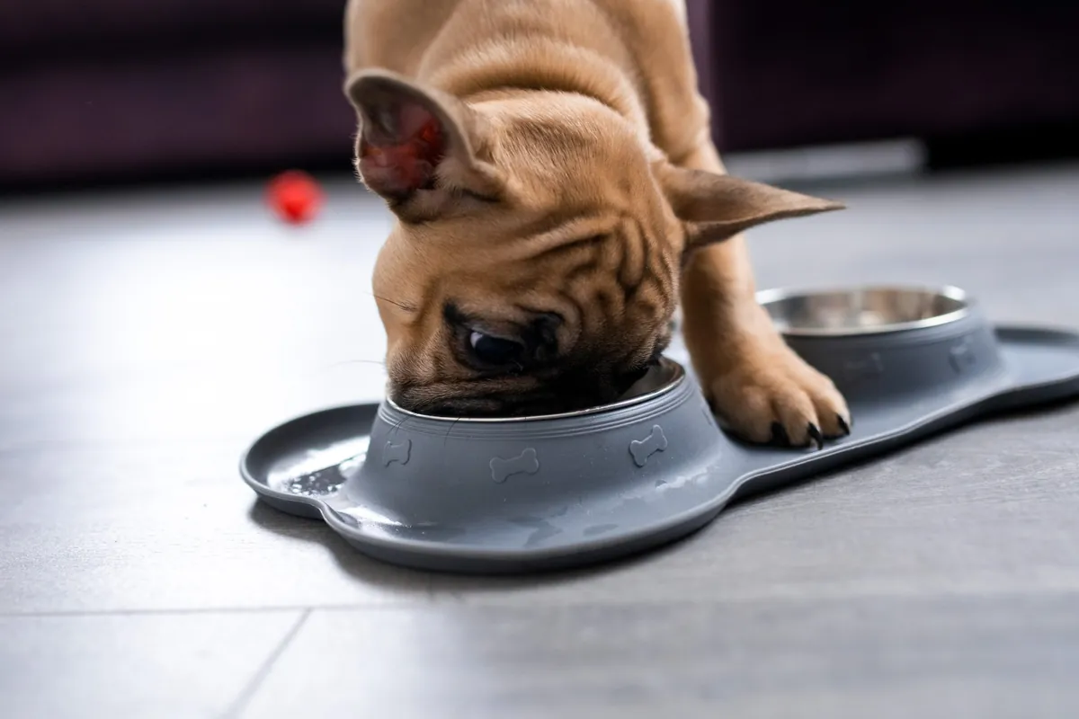 Is Your Dog Eating Too Fast? Safe Ways to Slow Mealtime Down