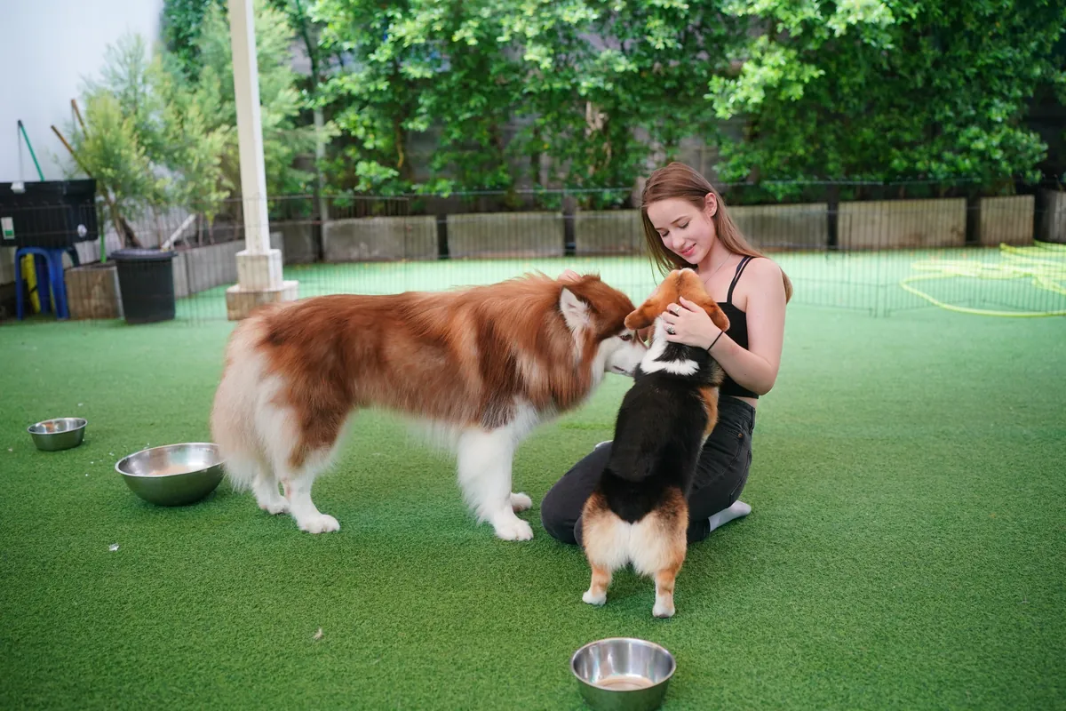 Young girl playing with tan and brown dog with toy on green field