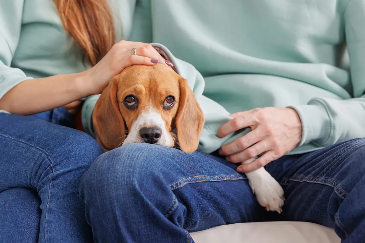 Is Your Dog Jealous? Understanding the Behavior and Why It Happens