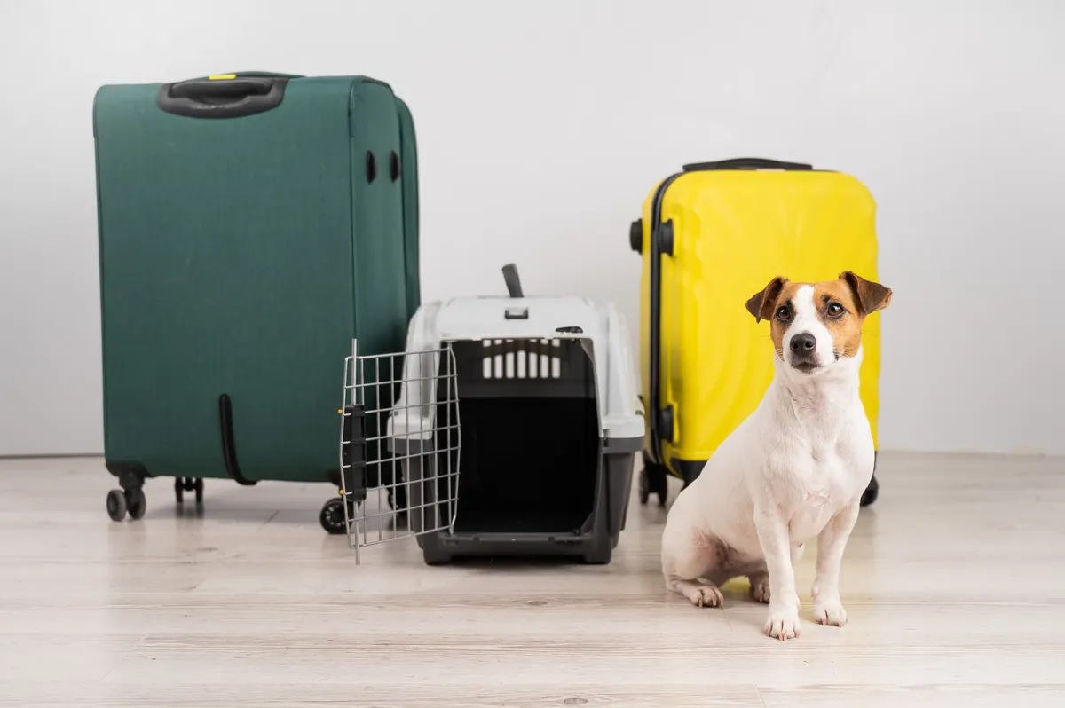 Jack Russell terrier sitting with colorful luggage ready for travel