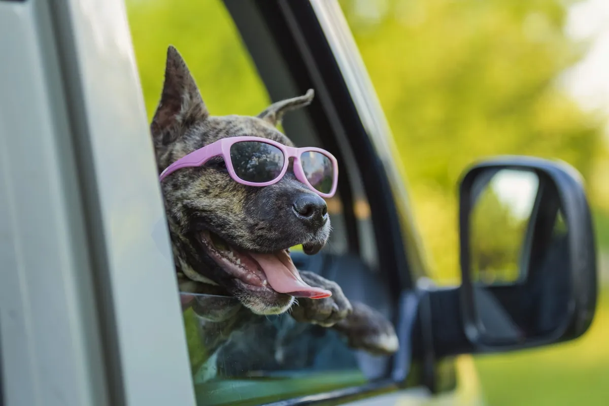 Traveling with Dogs: Essential Tips for a Stress-Free Trip