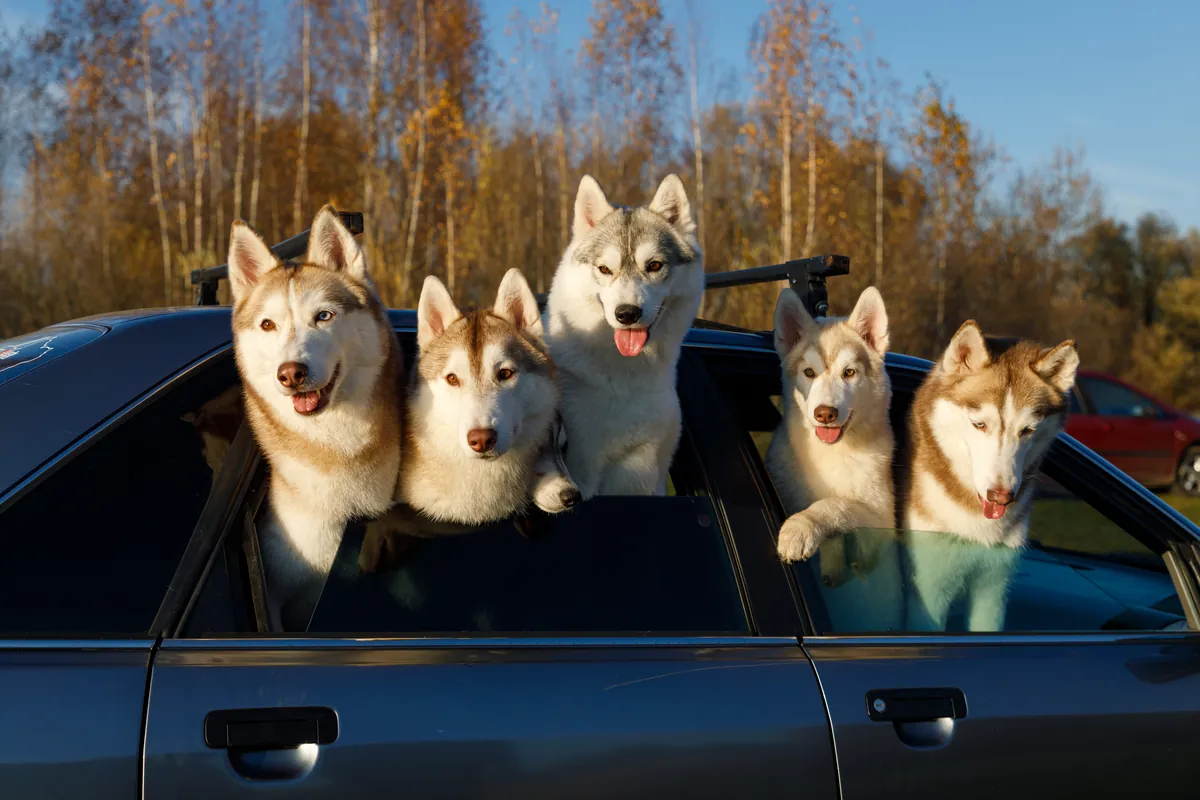 Five huskies in convertible car with heads out windows smiling