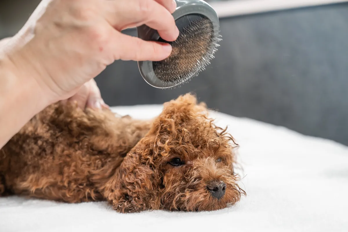Woman brushing brown toy poodle on grooming table in salon