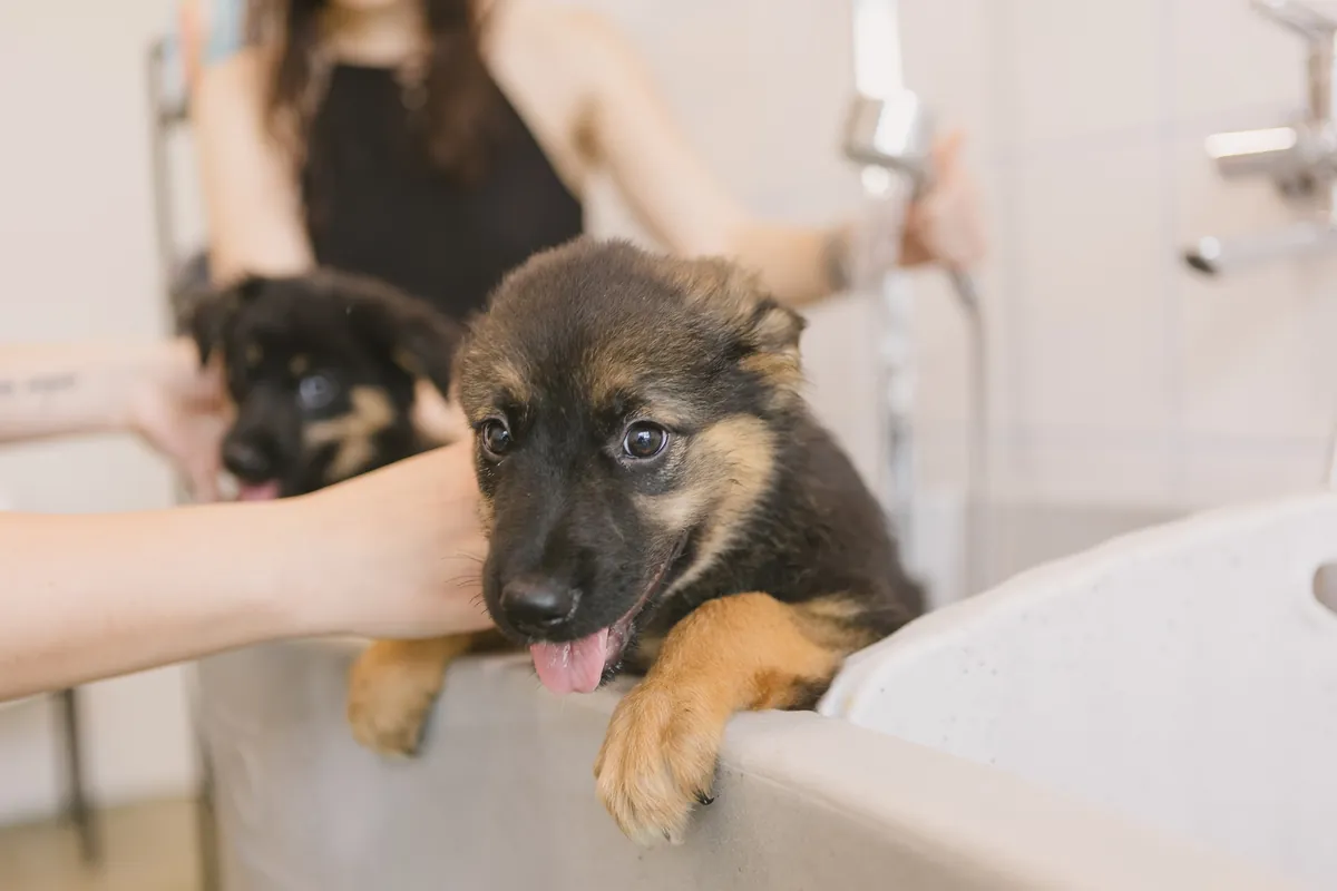 Two wet black and tan puppies in bathtub during grooming session
