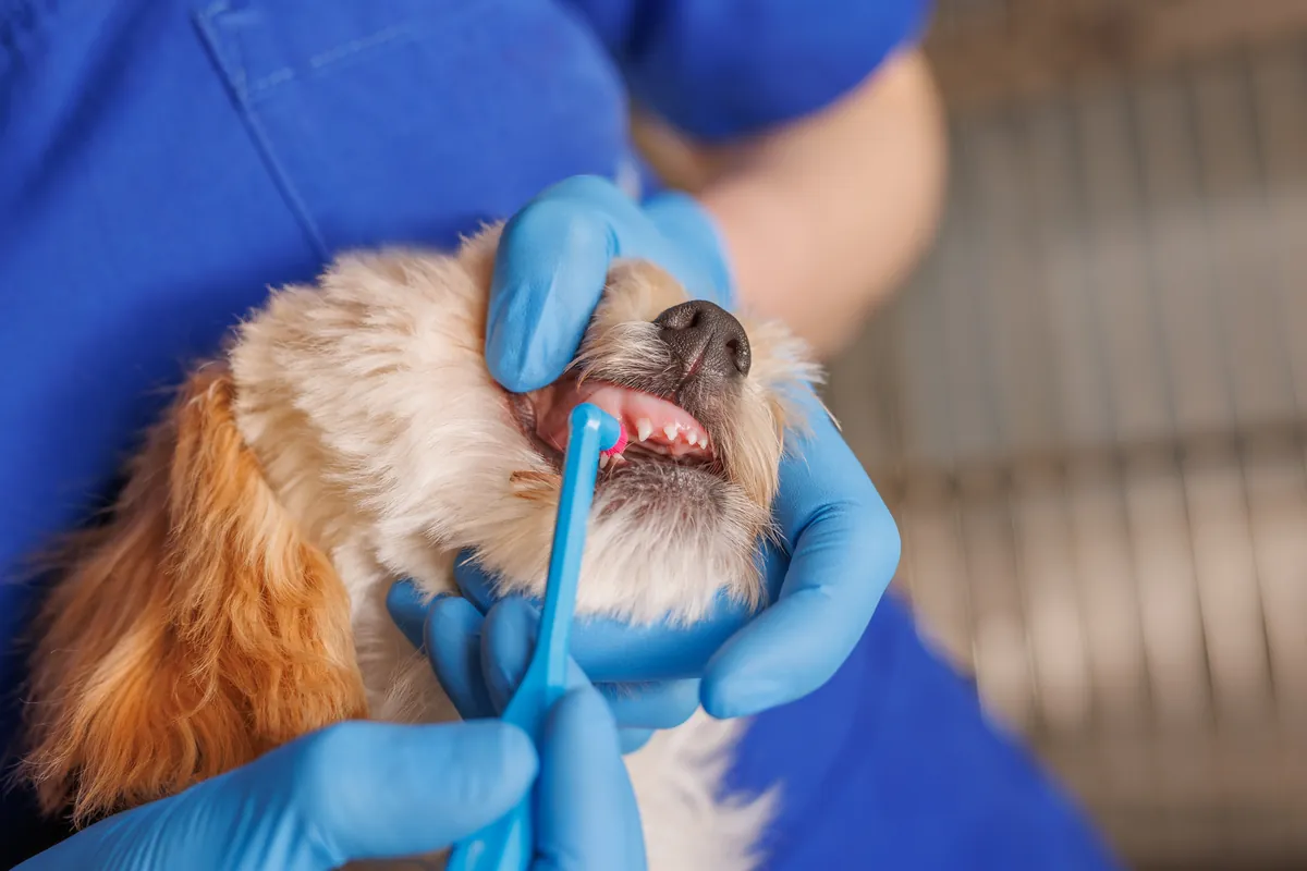 Vet brushing brown and white dog's teeth with blue toothbrush