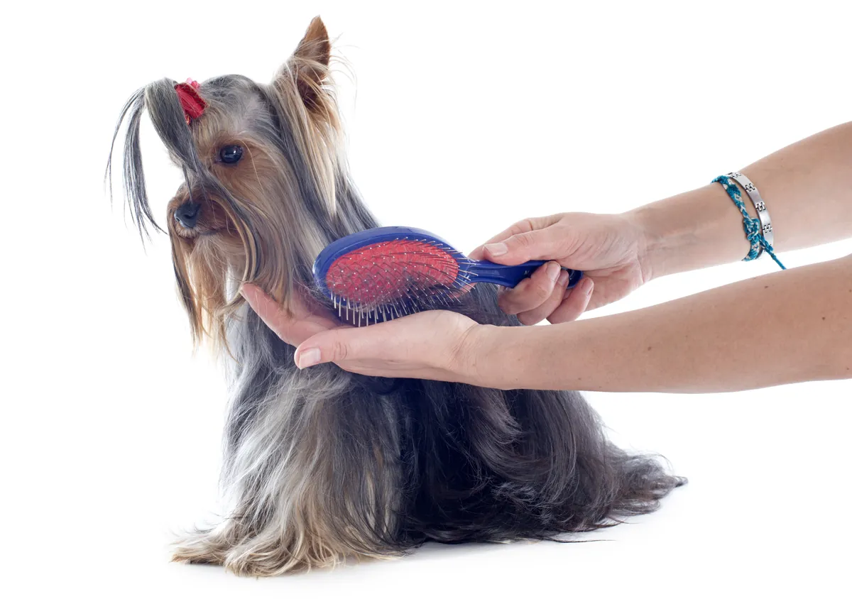 Yorkshire terrier with pink bow being groomed with paddle brush