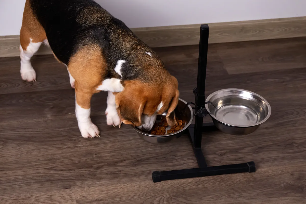 Tricolour beagle eating dry kibble from food bowl