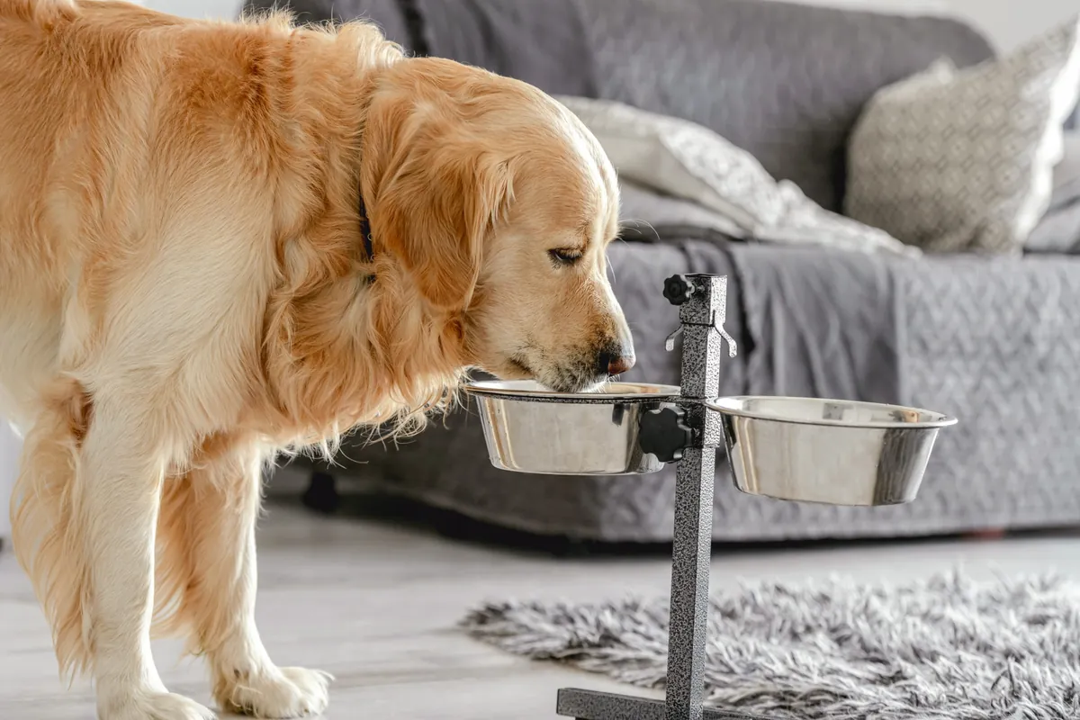 How to Select the Best Dog Bowl: Key Considerations for Your Dog’s Comfort