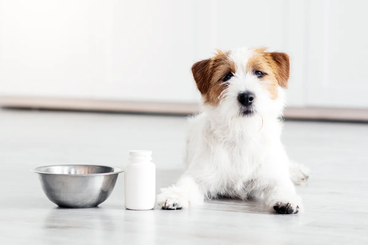 Jack Russell terrier sitting by food bowl and supplement bottle
