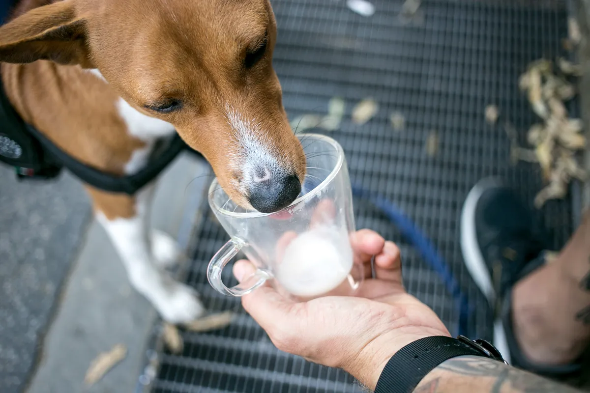 Brown and white dog licking milk from clear cup held by person