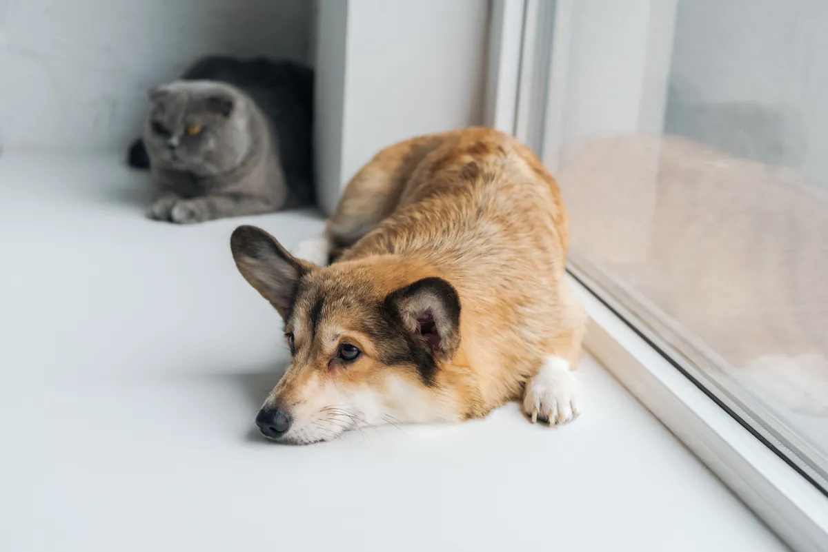 Corgi and gray cat resting together by bright window