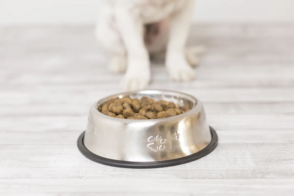 Small white and brown dog waiting by food bowl and supplement