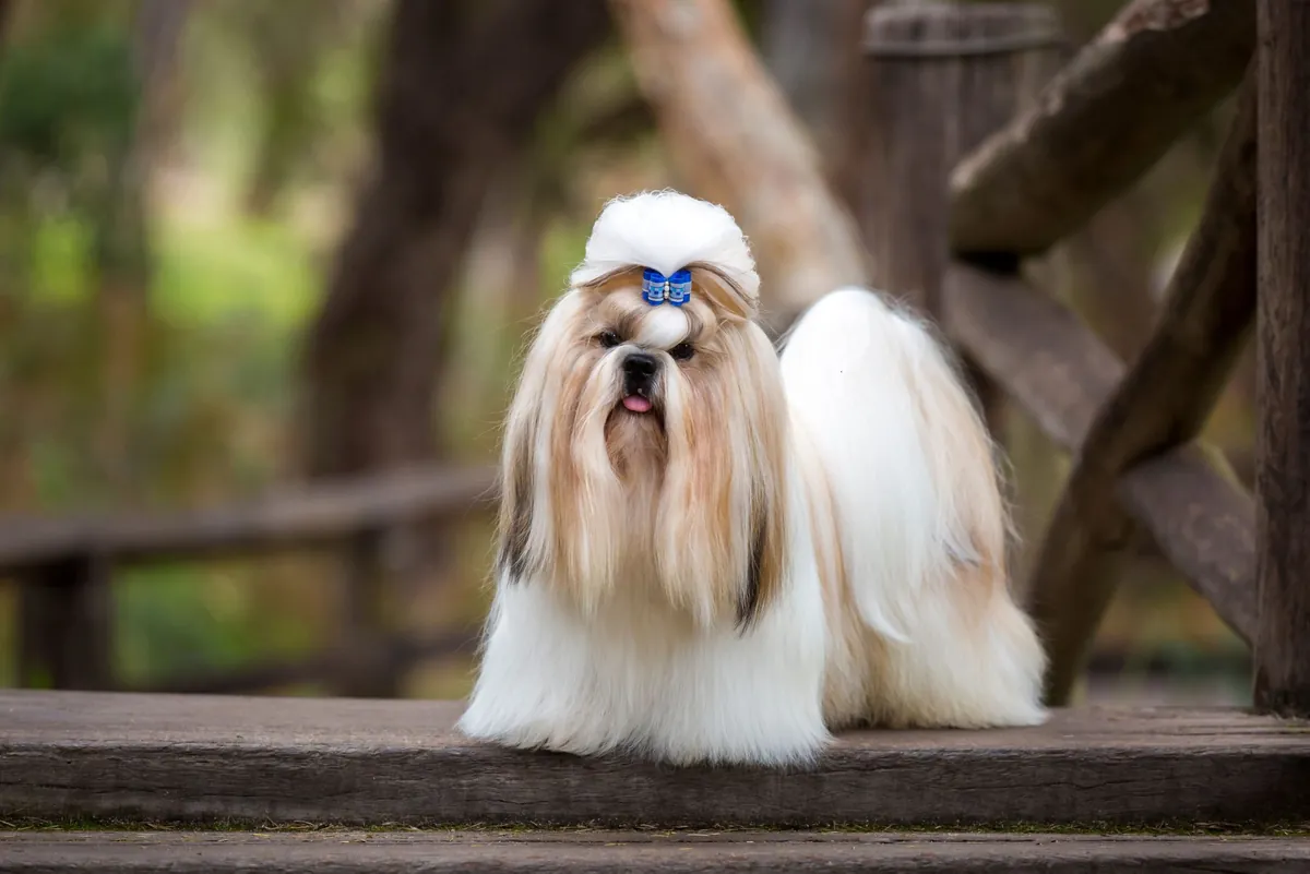 Long-Haired Dog Grooming Guide: Keep Their Coat Healthy and Tangle-Free