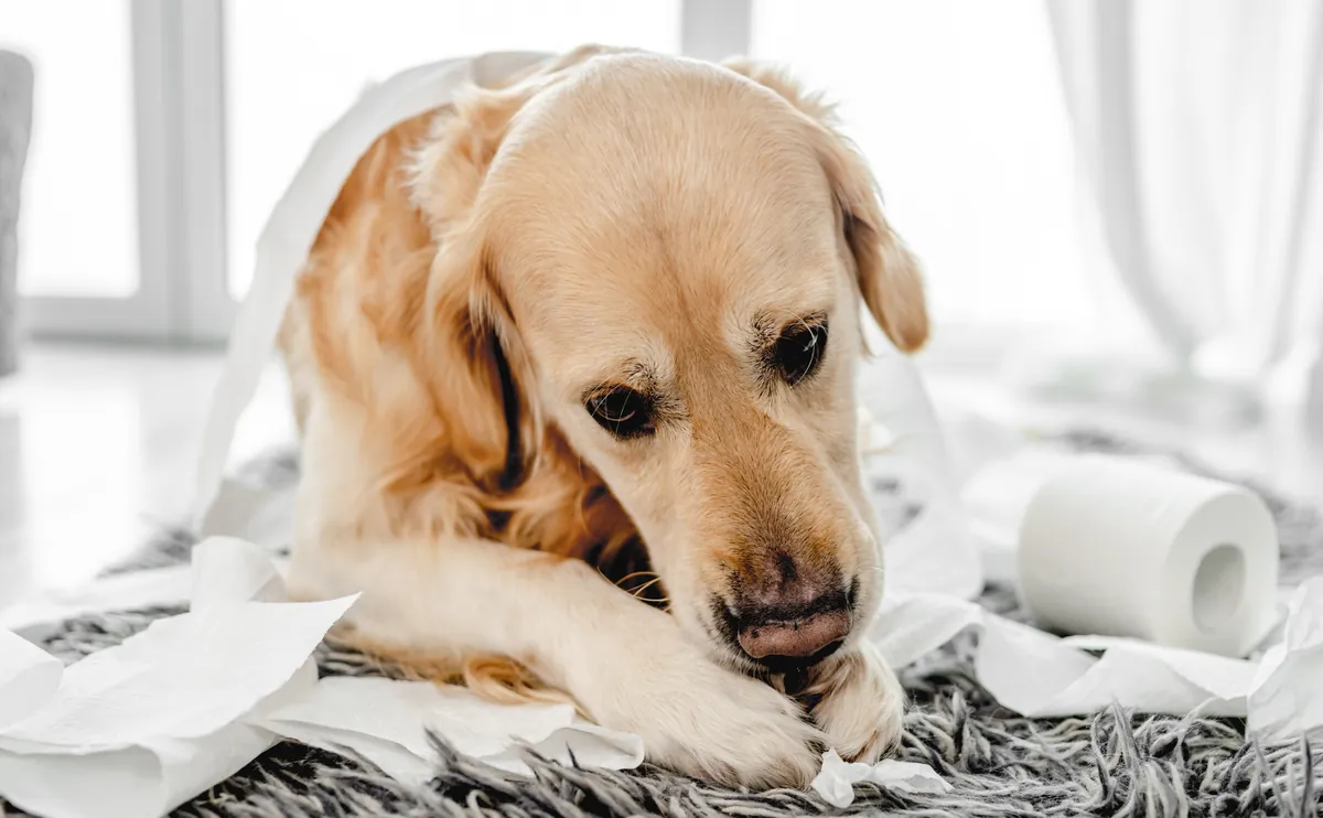Golden Labrador with white toilet paper roll in mouth indoors