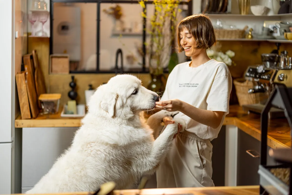 Probiotics vs Prebiotics for Dogs: Key Differences and Gut Health Benefits