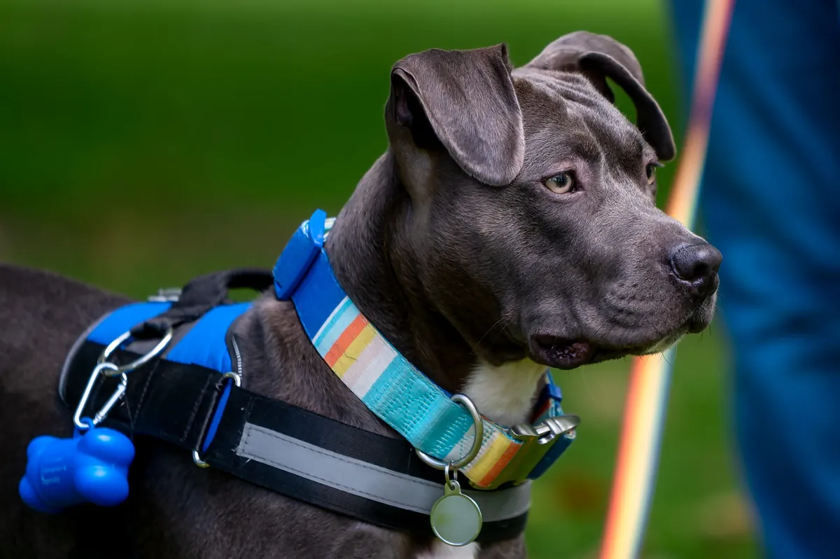 Dog Harness and Collar: How to Pick the Right One for Your Pet