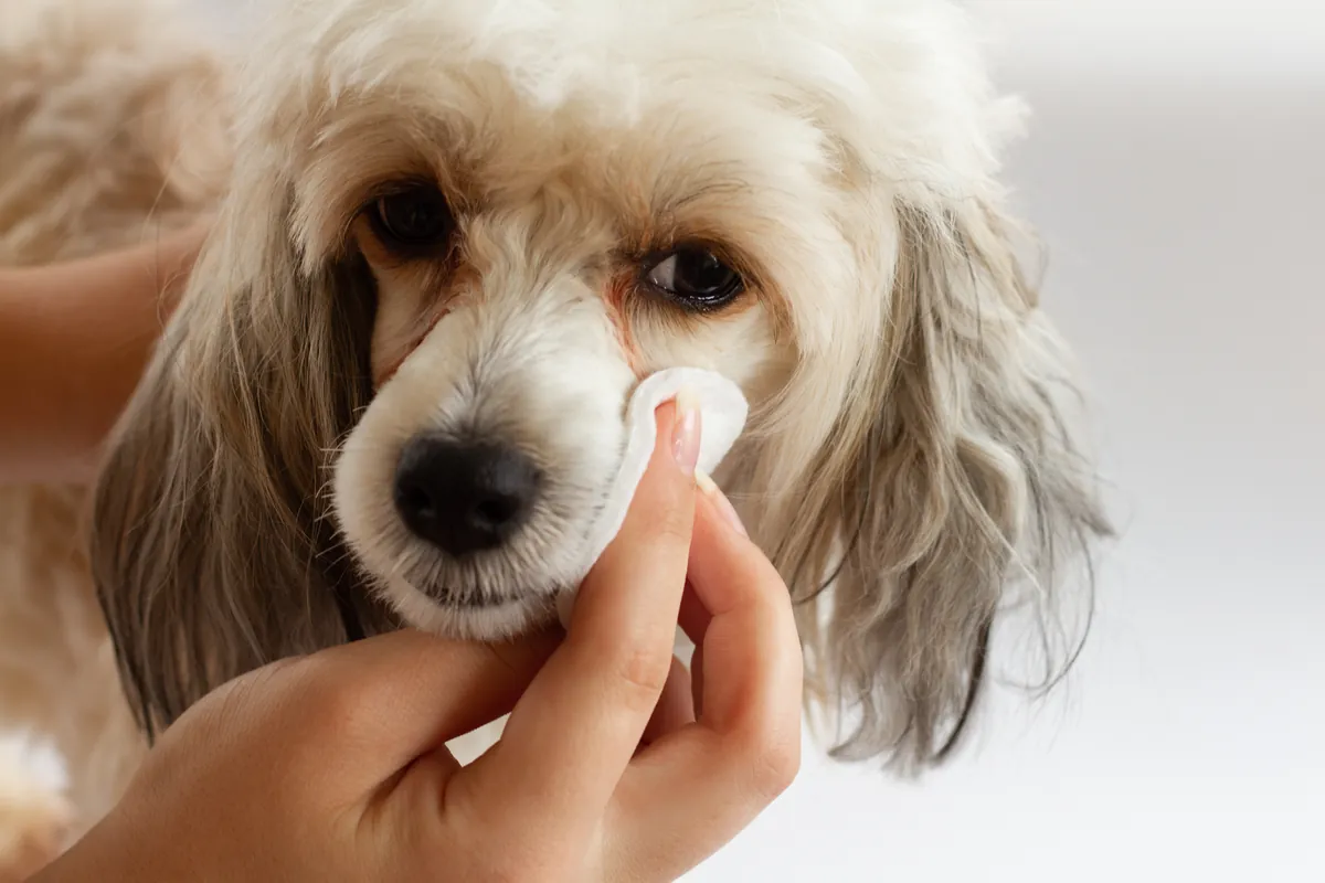 Long-haired tan and white dog having eyes cleaned with cotton pad