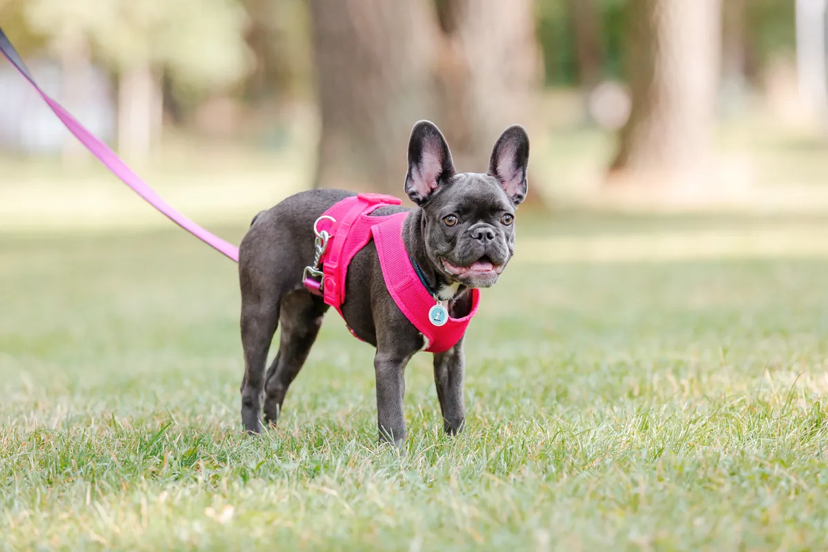 Black French bulldog puppy in pink harness on leash outdoors