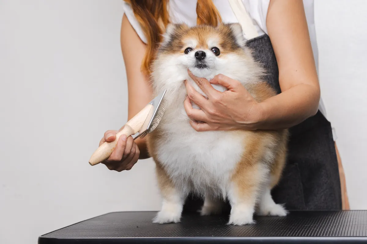 Brown and white corgi being groomed with brush on salon table