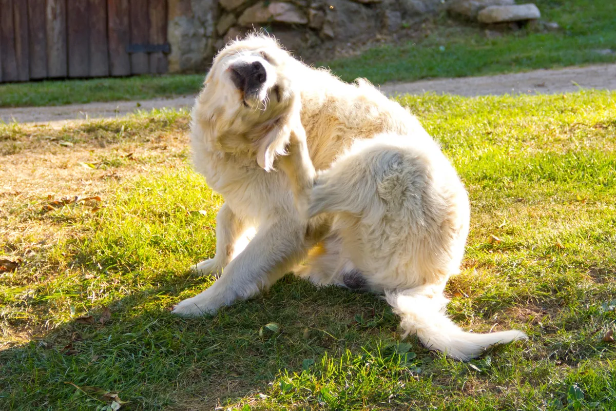 Golden Labrador scratching hind leg on sunny grass outdoors